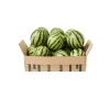 Watermelon Seed Boxes
